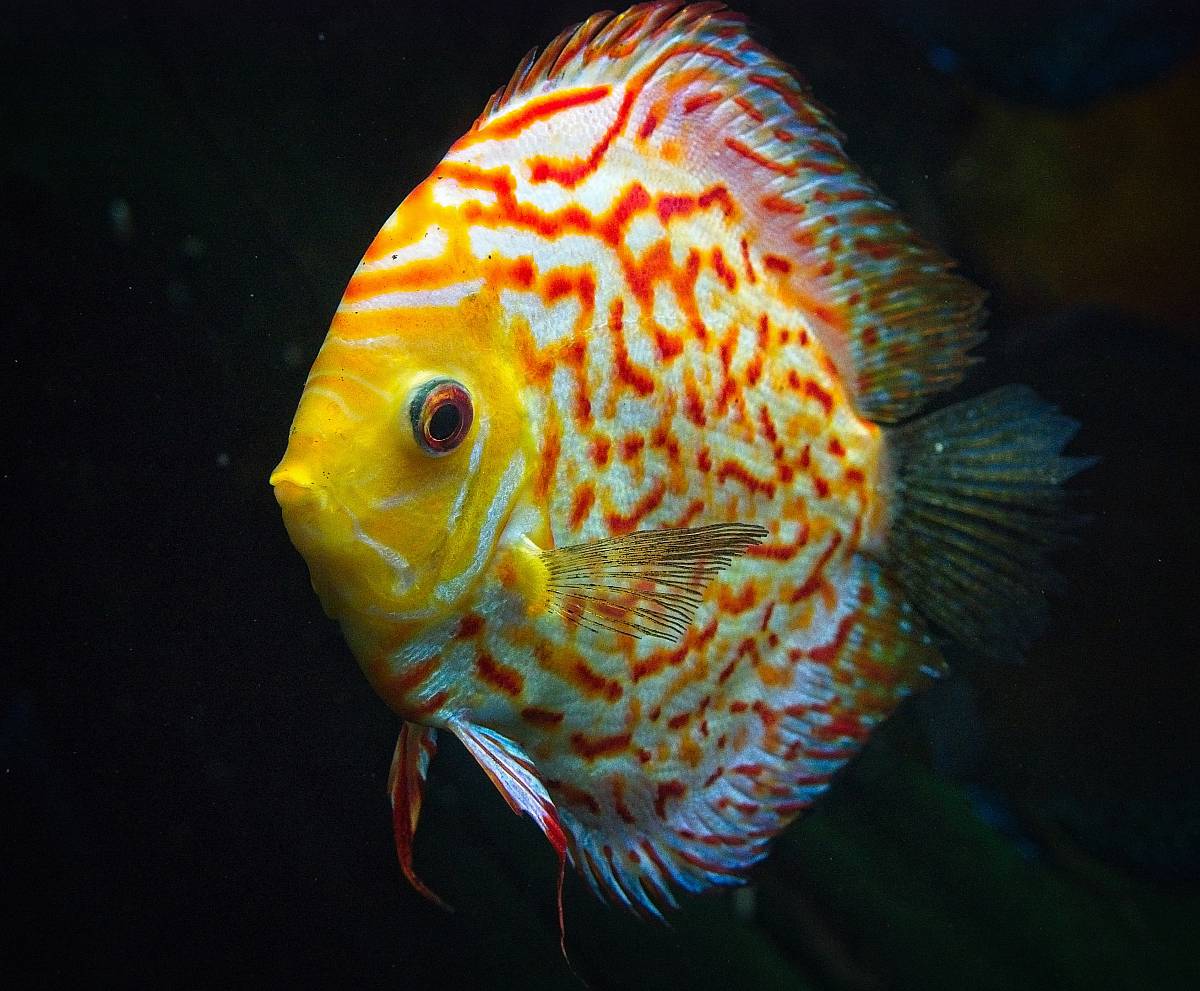 yellow and white angel fish with black background